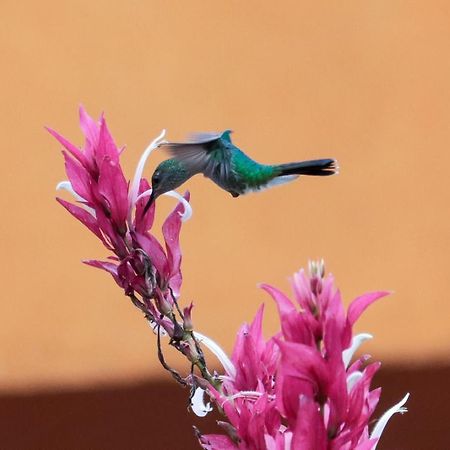 Vila Finca Jardin Del Agua Sasaima Exteriér fotografie