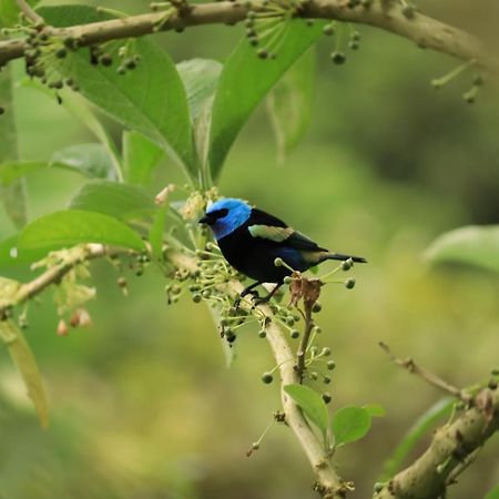 Vila Finca Jardin Del Agua Sasaima Exteriér fotografie