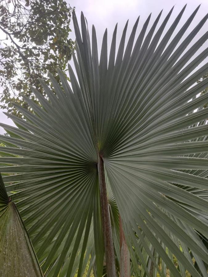 Vila Finca Jardin Del Agua Sasaima Exteriér fotografie